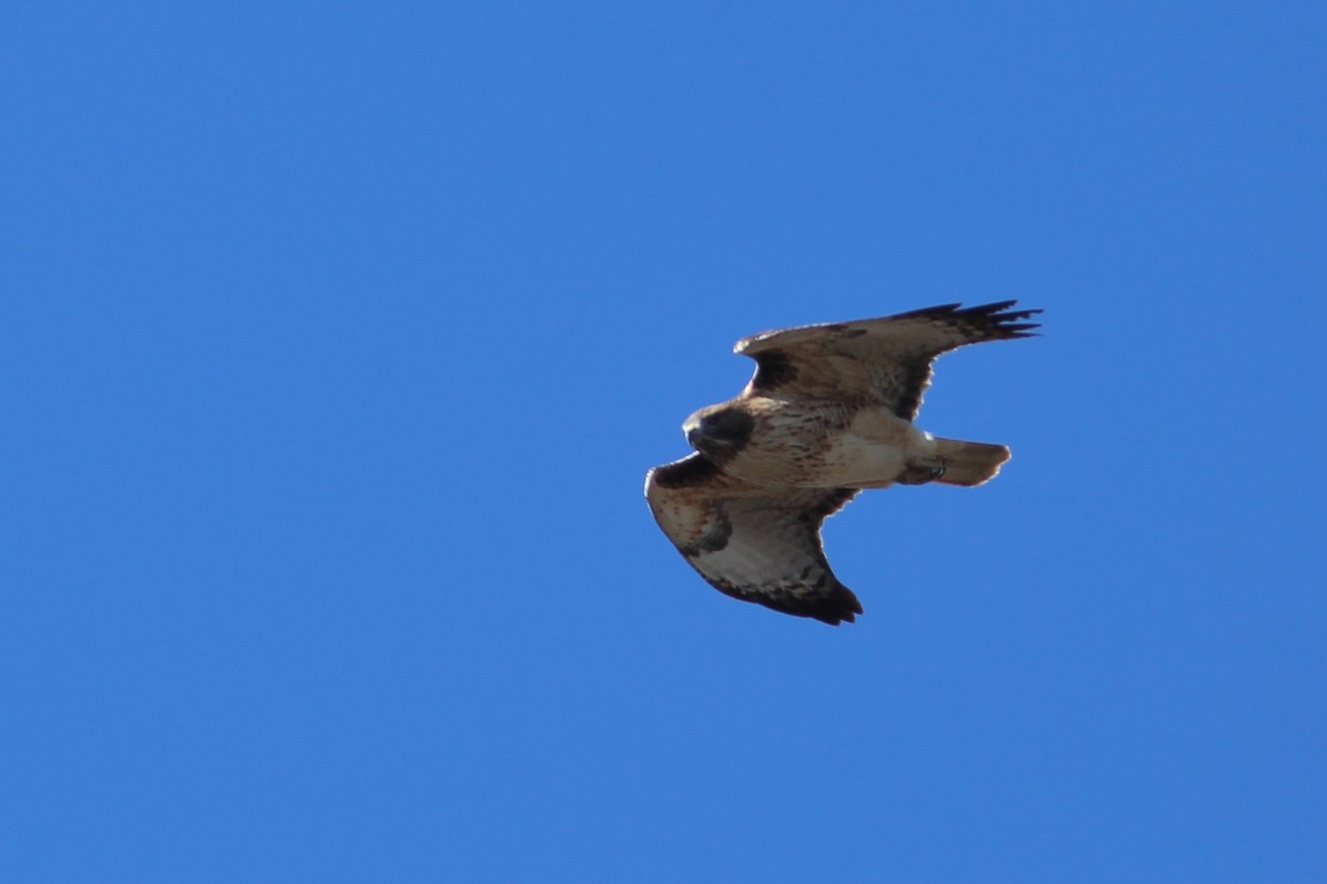 Red-tailed Hawk - ML610588589