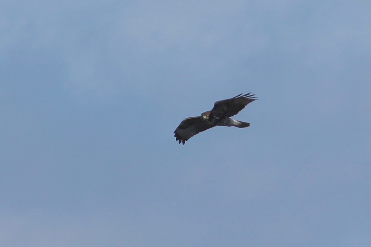 Red-tailed Hawk - ML610588750