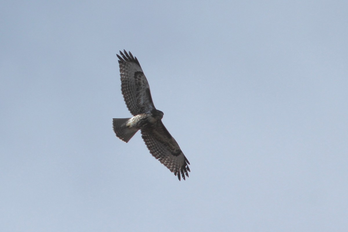 Red-tailed Hawk - ML610588753