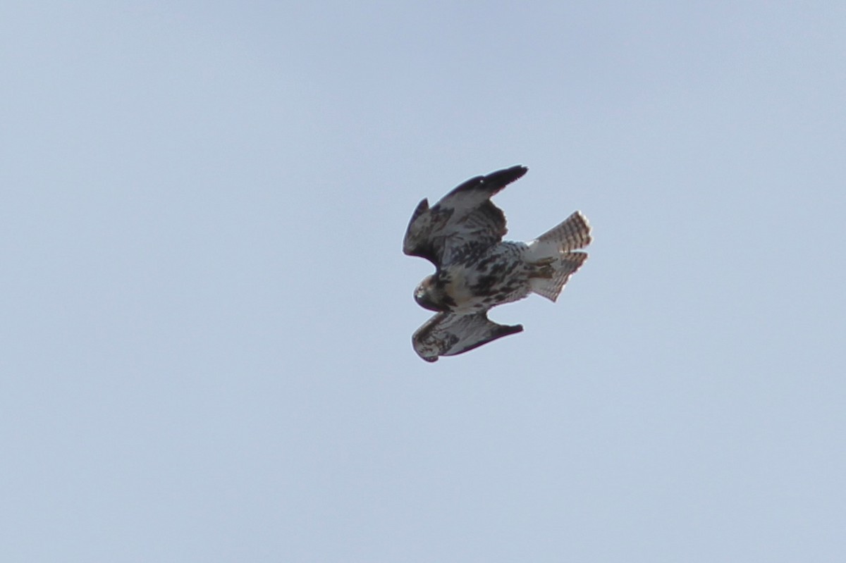 Red-tailed Hawk - ML610588761