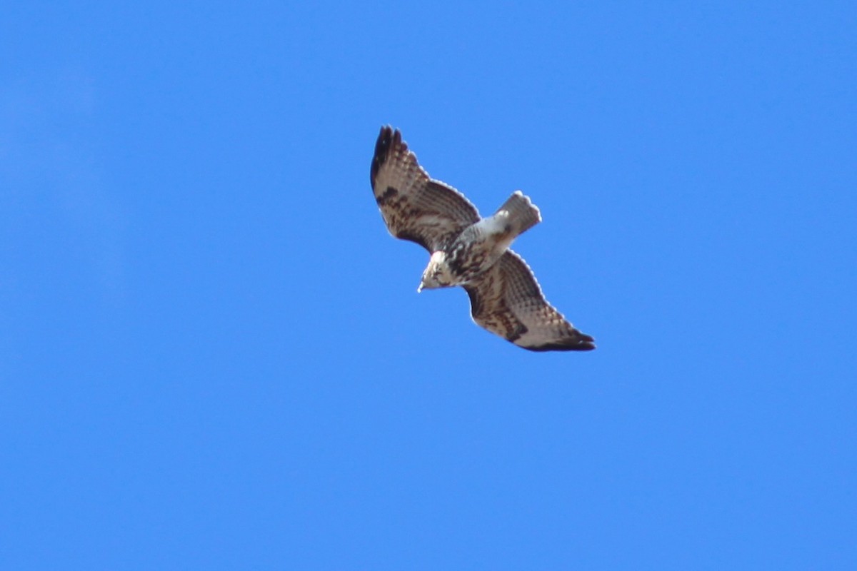 Red-tailed Hawk - ML610588765