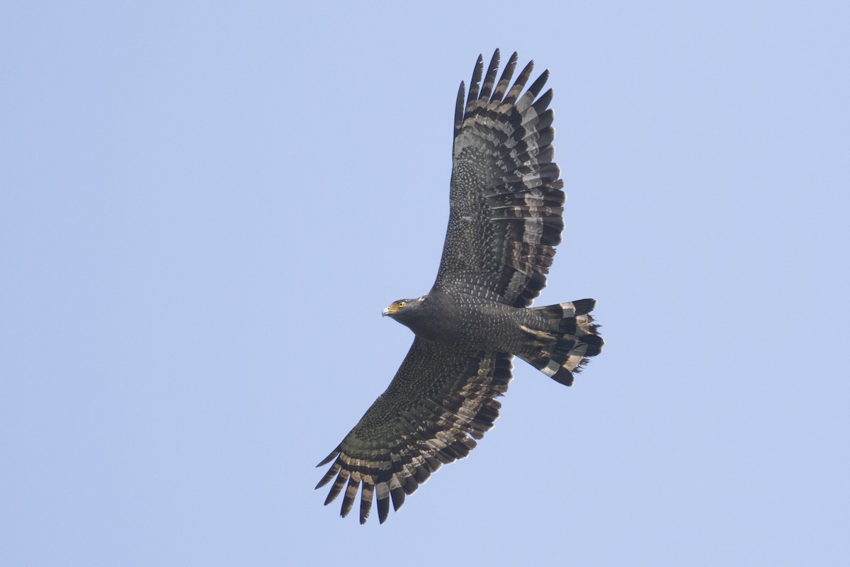 Crested Serpent-Eagle - ML610589142