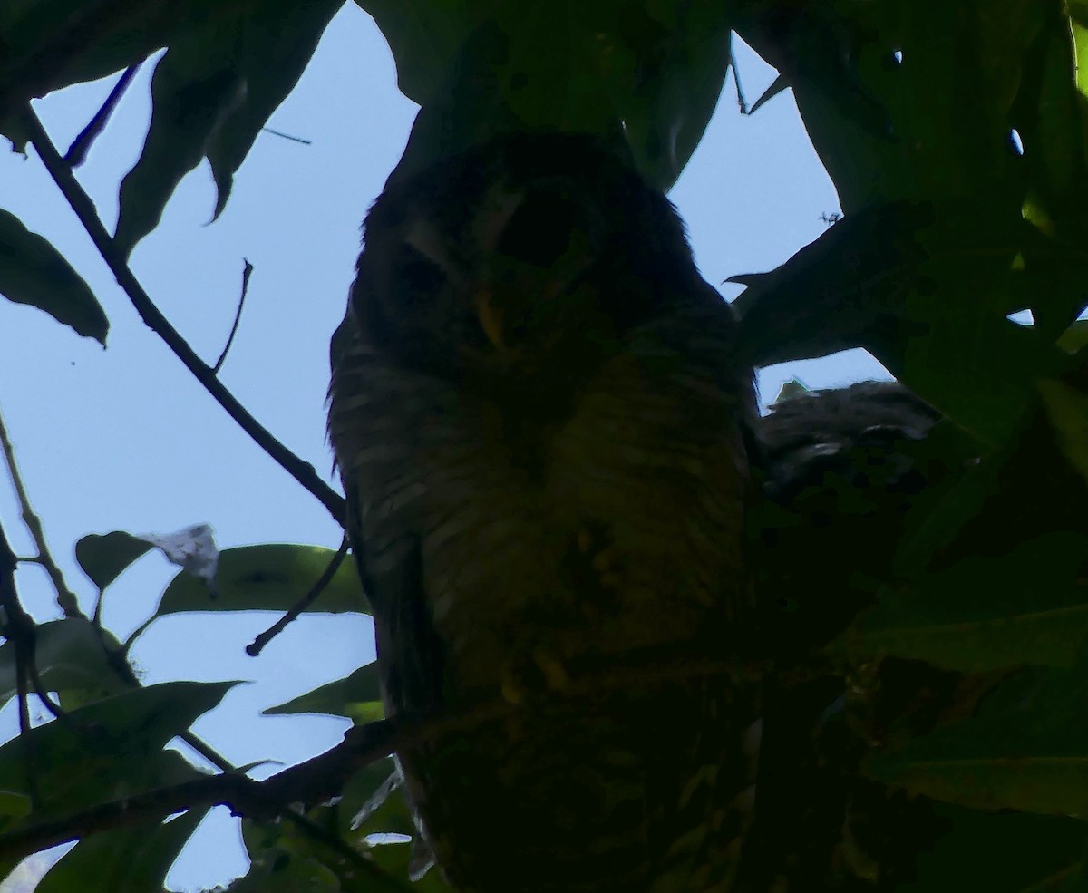 African Wood-Owl - ML610589219