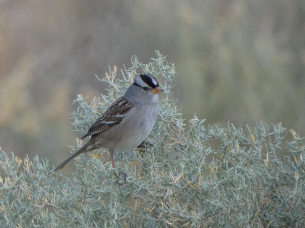 White-crowned Sparrow - ML610589347