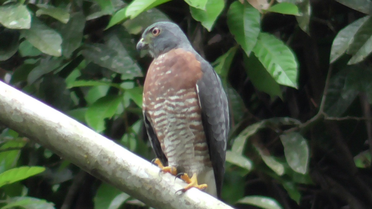 Double-toothed Kite - ML610589387