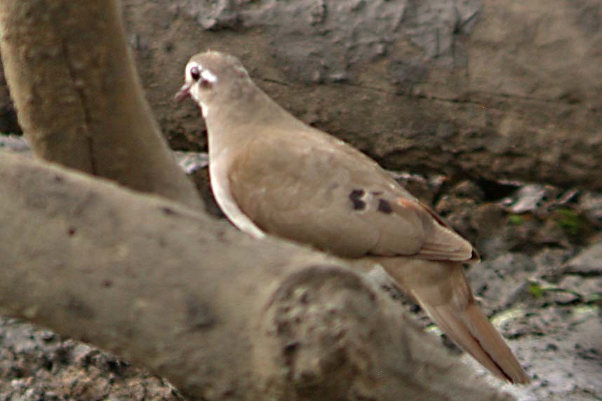 Tambourine Dove - ML610589671