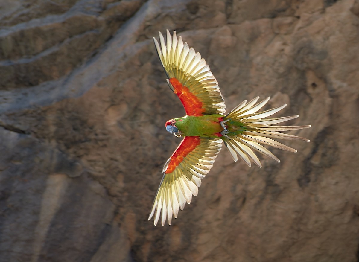 Red-fronted Macaw - ML610589746