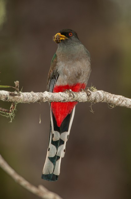 Female delivering unidentified caterpillar to active nest. - Hispaniolan Trogon - 
