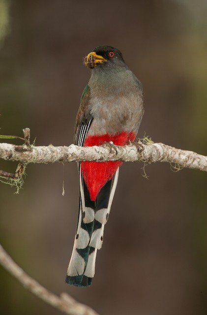 Female delivering unidentified caterpillar to active nest. - Hispaniolan Trogon - 