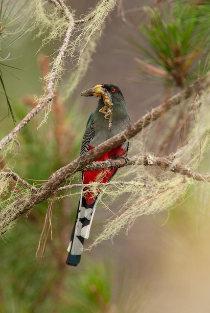 Bird carrying an Anole lizard. - Hispaniolan Trogon - 