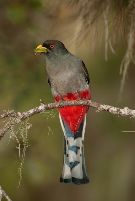 Bird carrying an insect. - Hispaniolan Trogon - 