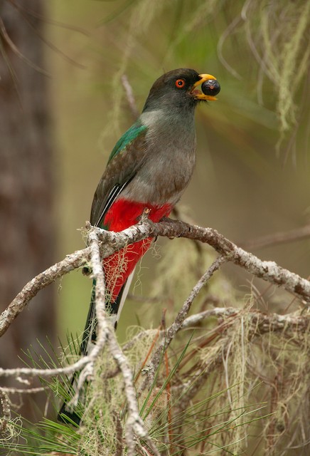 Female delivering Sierra Palm (?) fruit to active nest. - Hispaniolan Trogon - 