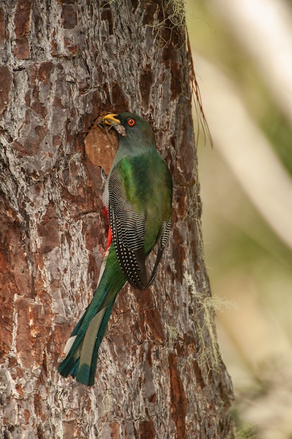 Male at active nest, delivering a stick insect. - Hispaniolan Trogon - 