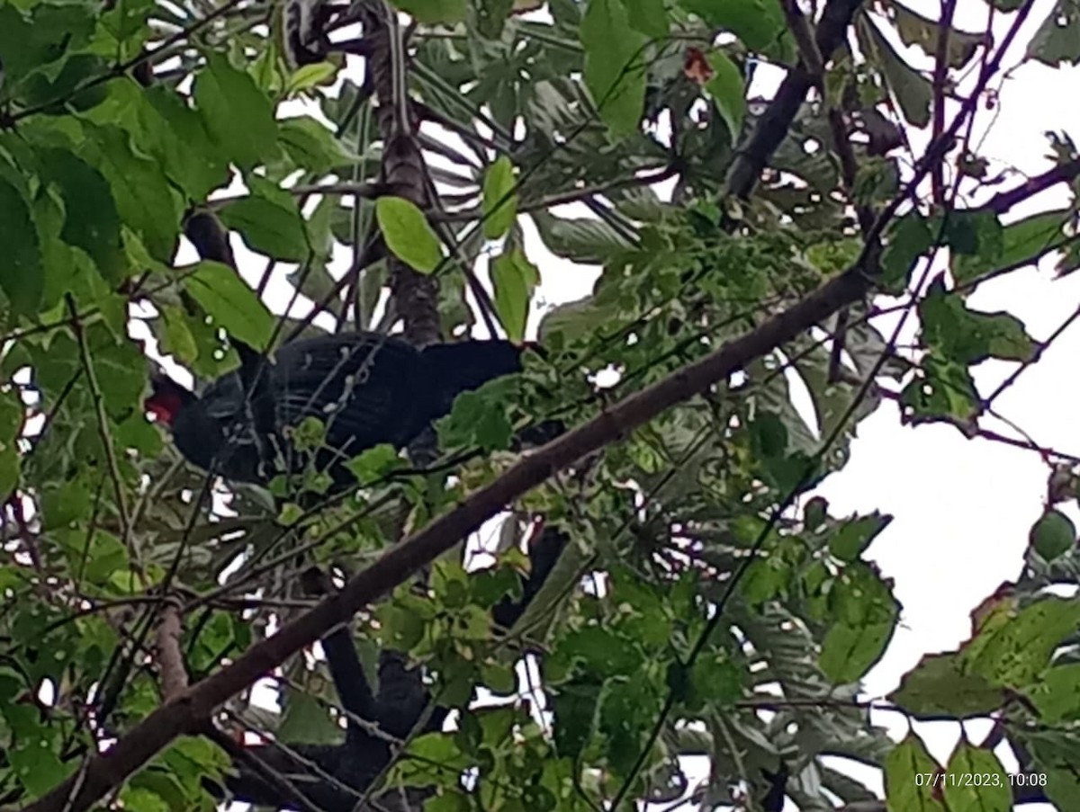Black-fronted Piping-Guan - ML610589794