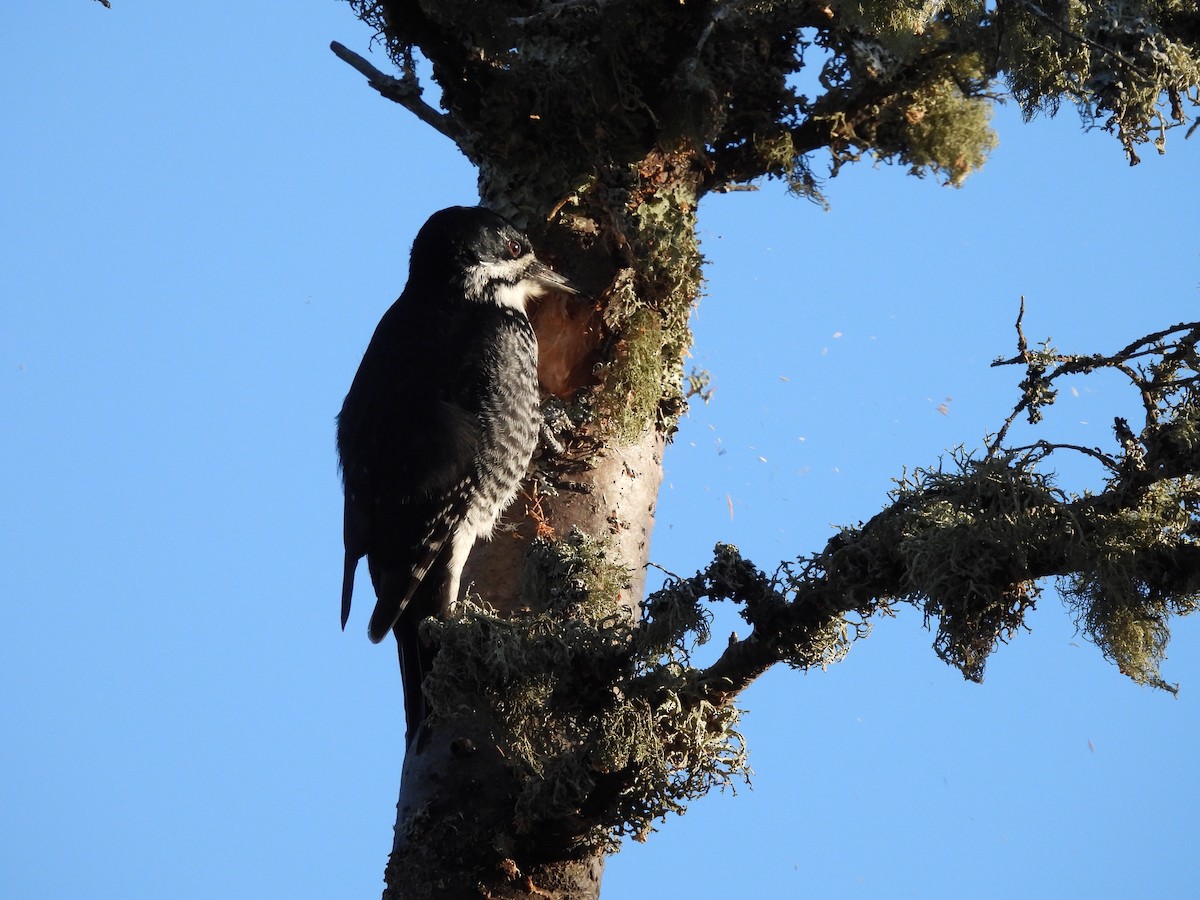 Black-backed Woodpecker - ML610589859