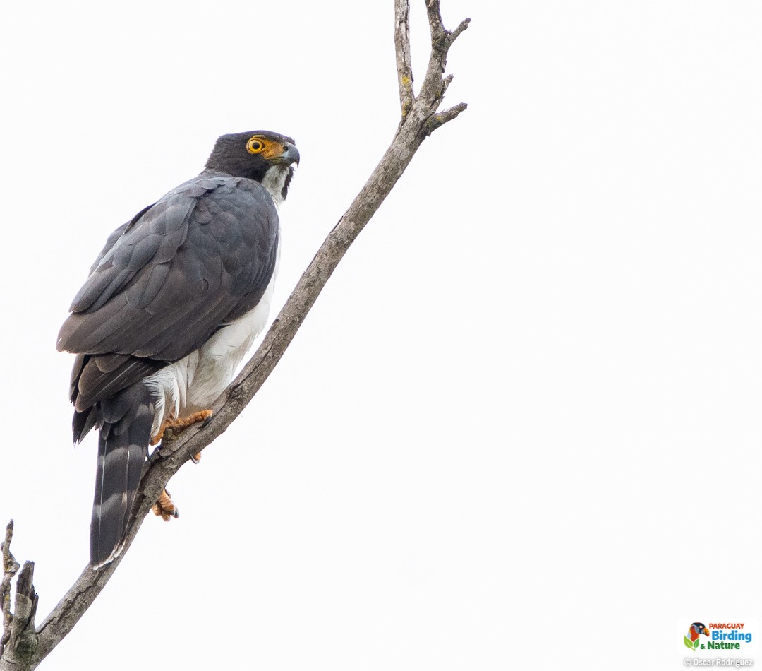 Gray-bellied Hawk - Oscar  Rodriguez CON-Paraguay Birding & Nature