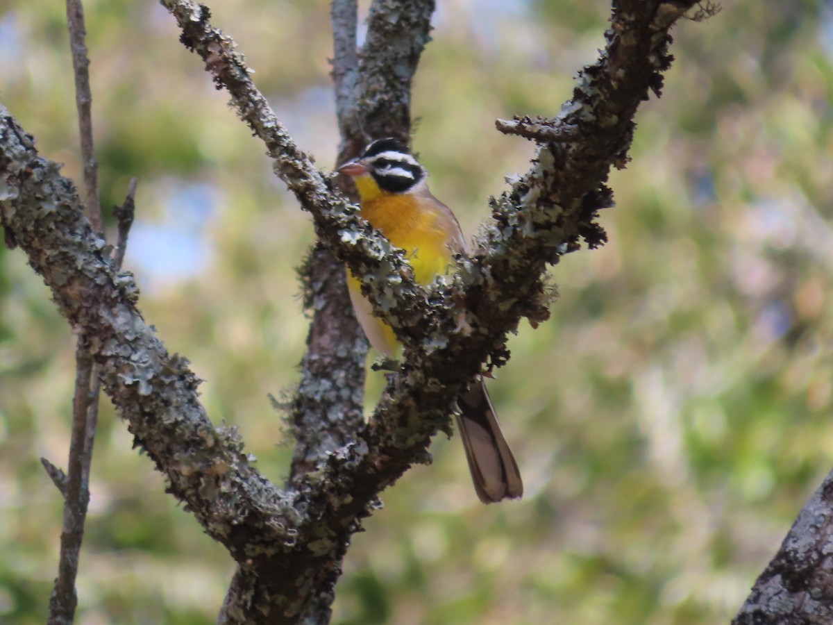 Golden-breasted Bunting - ML610590400
