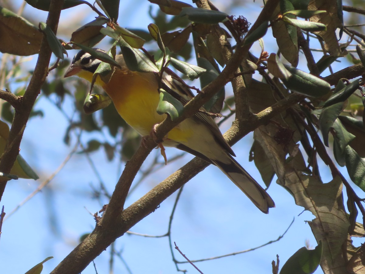 Golden-breasted Bunting - ML610590404