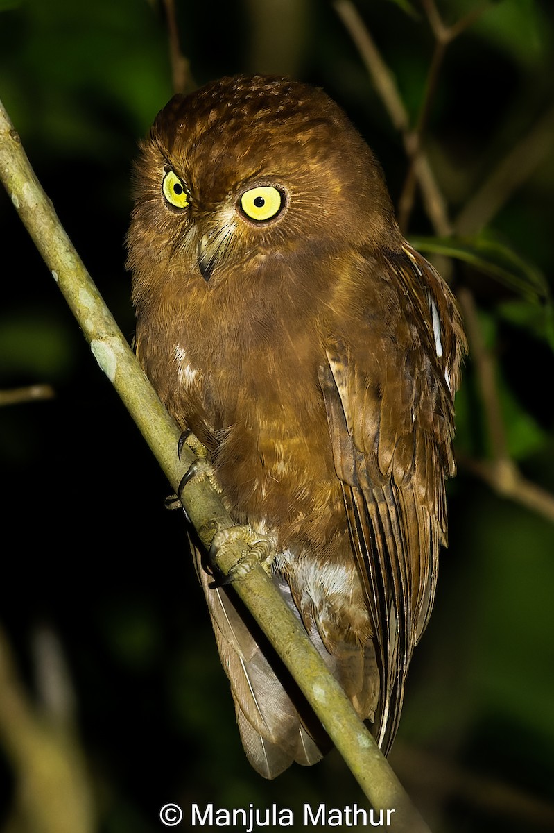 Oriental Scops-Owl - Manjula Mathur