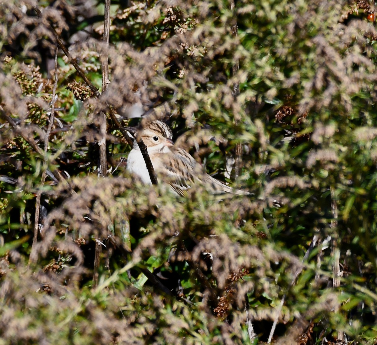 Clay-colored Sparrow - ML610590520