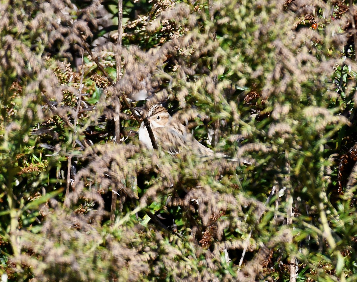 Clay-colored Sparrow - ML610590521