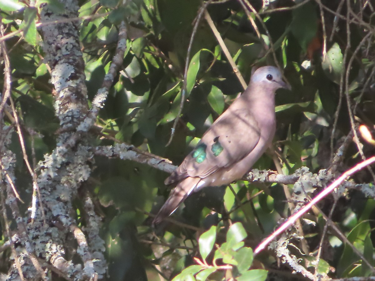 Emerald-spotted Wood-Dove - ML610590584
