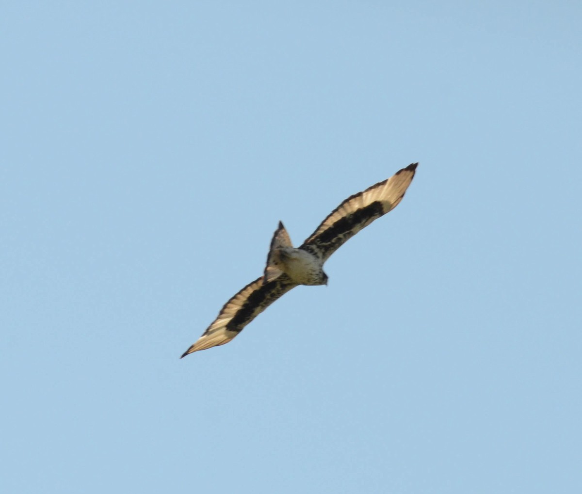 African Hawk-Eagle - ML610590587