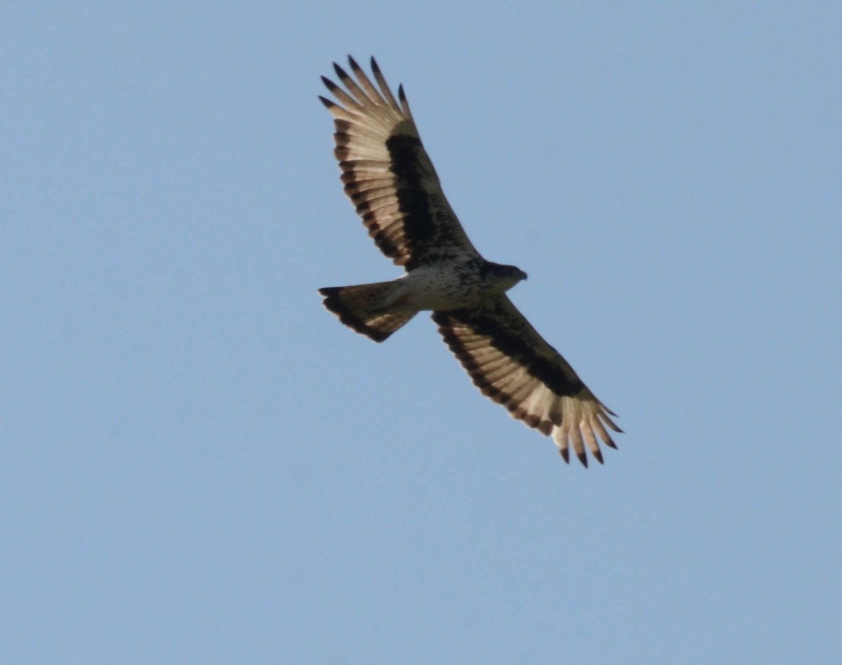 African Hawk-Eagle - Andrew Mack