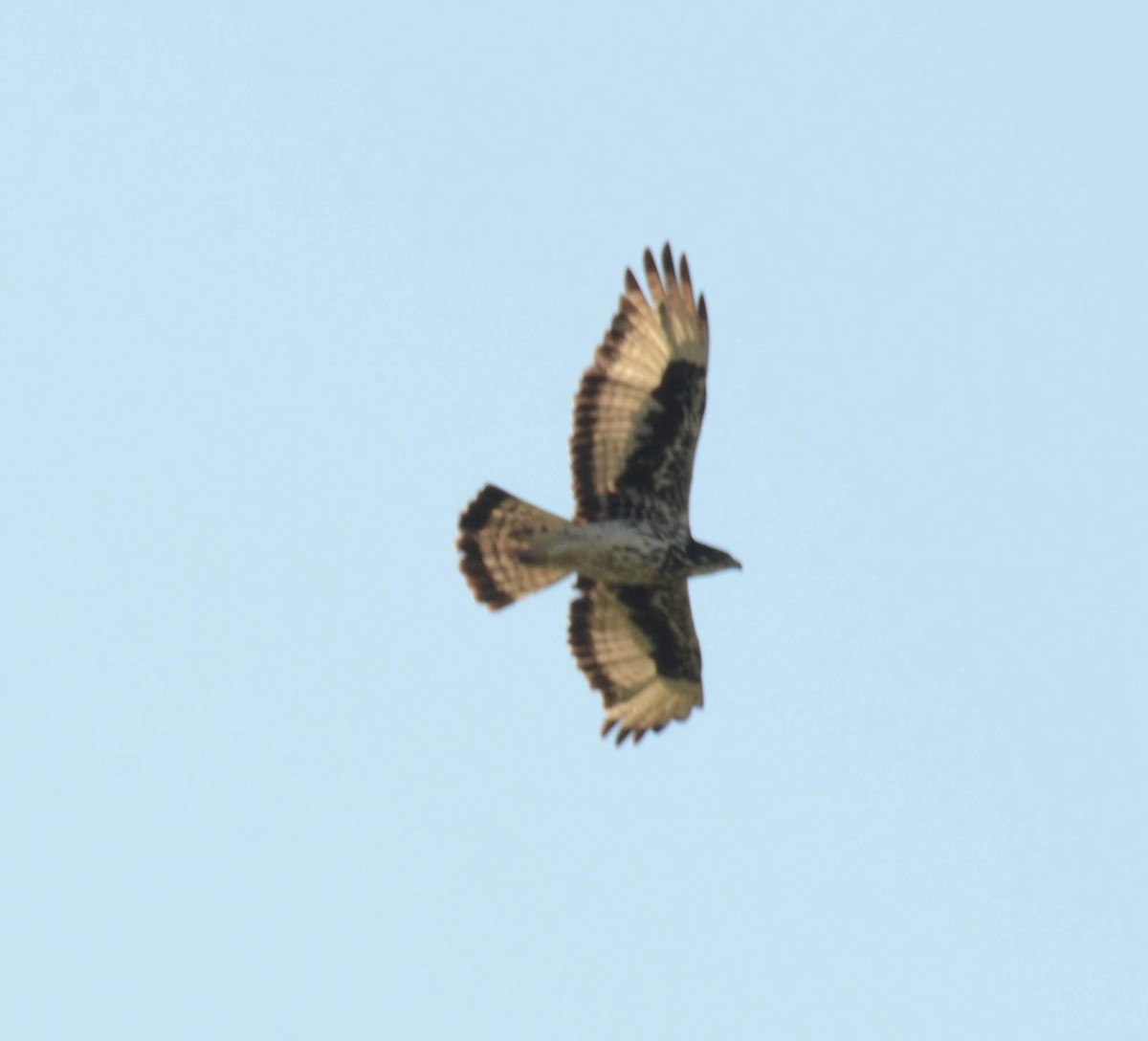 African Hawk-Eagle - ML610590589