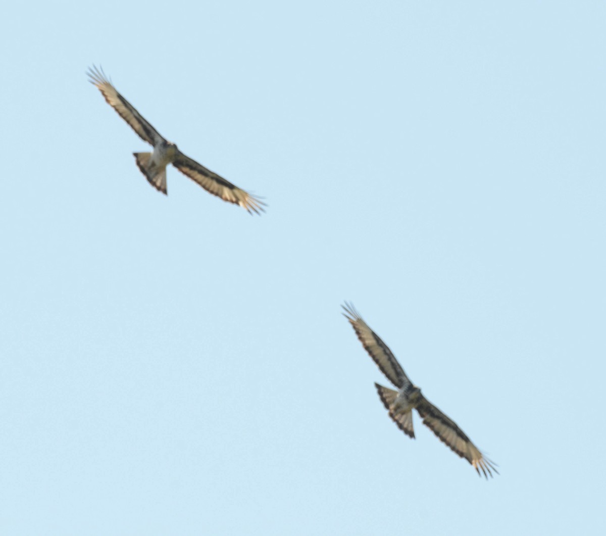 African Hawk-Eagle - ML610590590