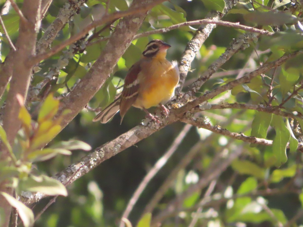 Golden-breasted Bunting - ML610590599