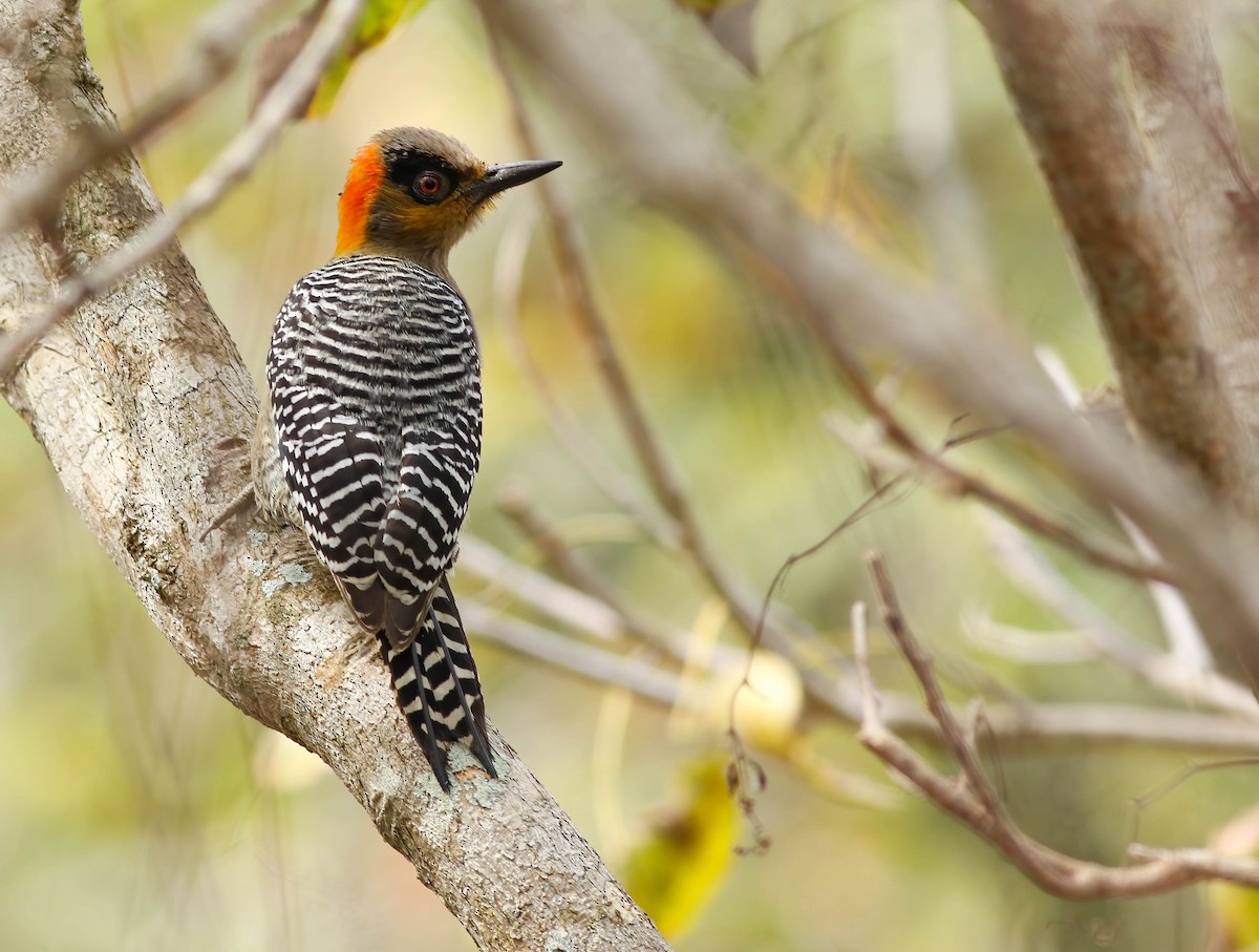 Golden-cheeked Woodpecker - ML610590821