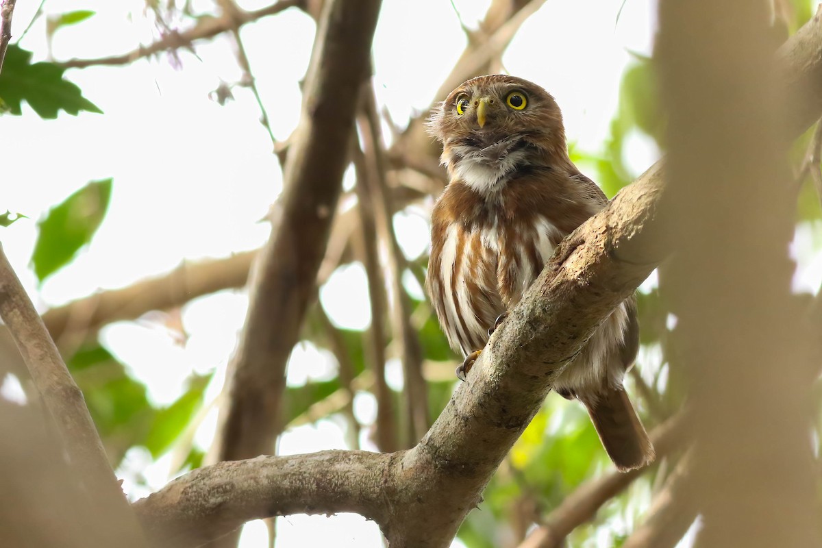 Ferruginous Pygmy-Owl - ML610590827