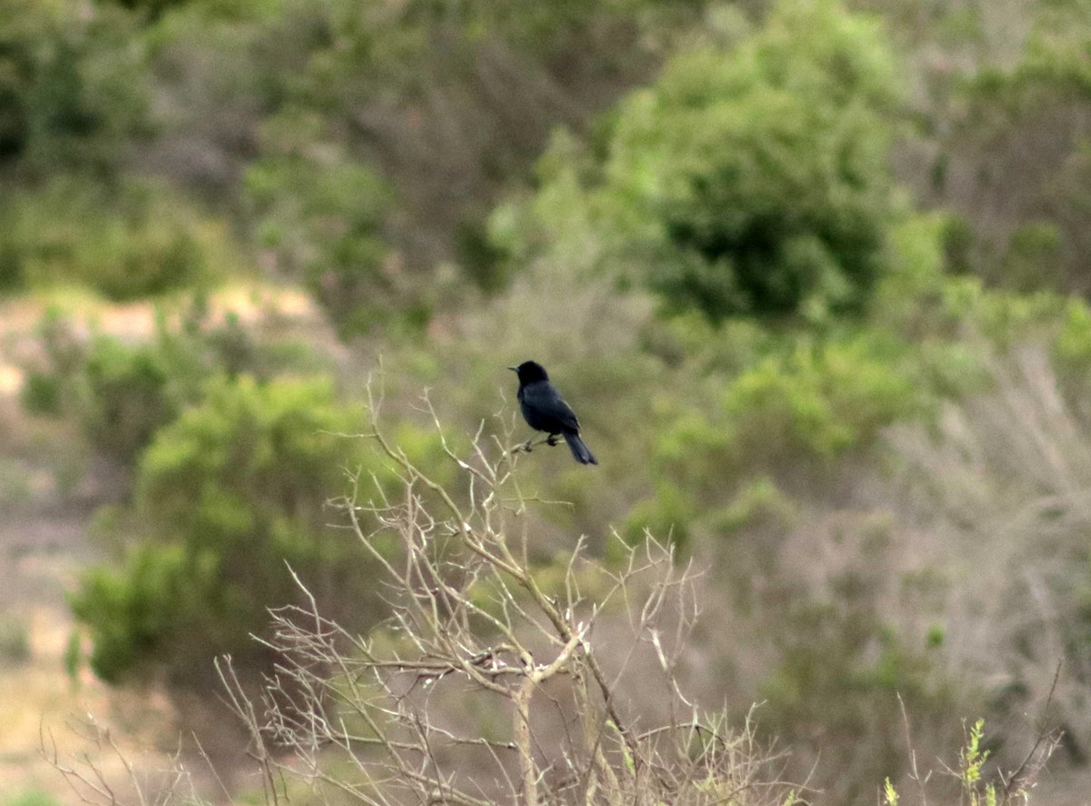 Austral Blackbird - ML610591157