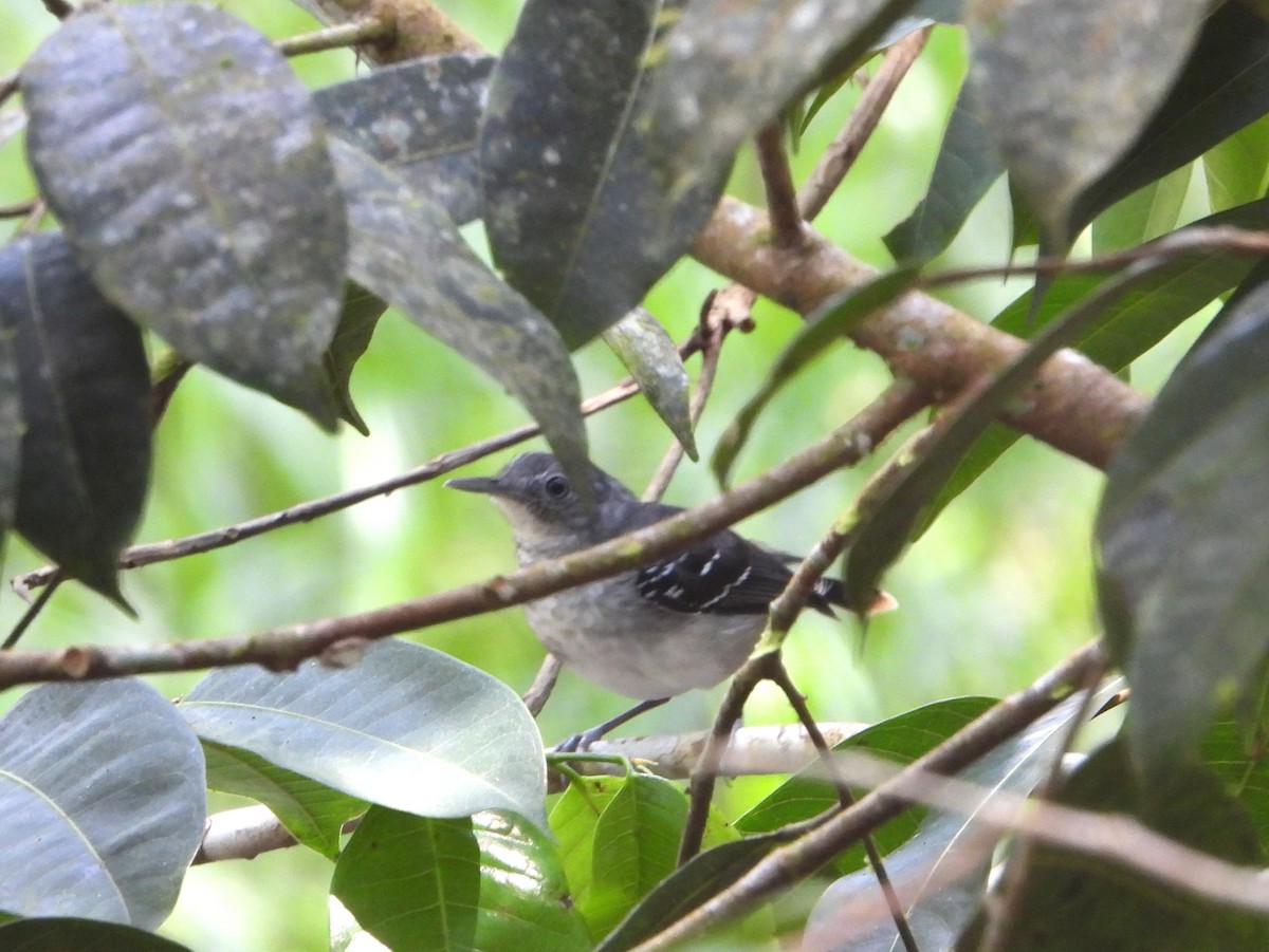Band-tailed Antbird - bob butler