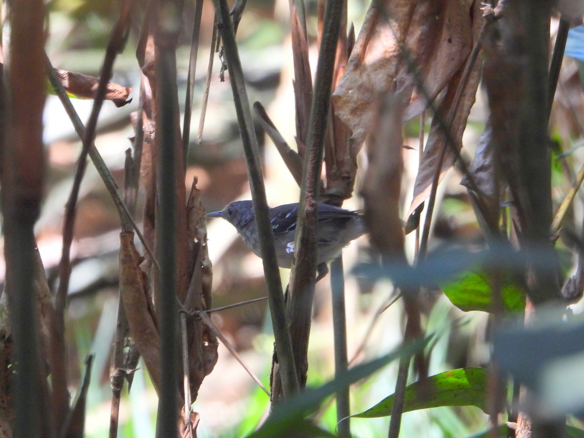 Band-tailed Antbird - bob butler