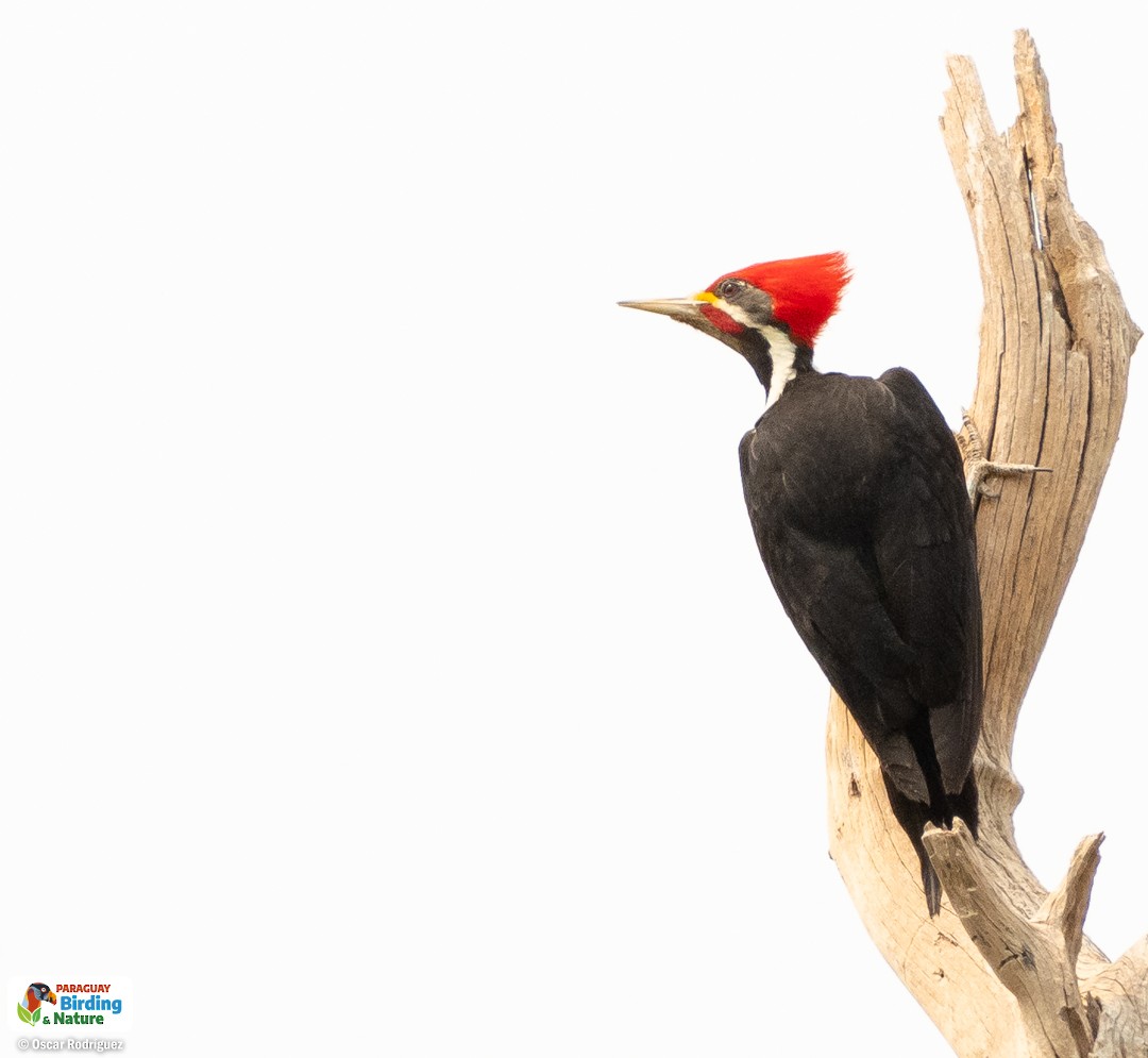 Black-bodied Woodpecker - ML610591179