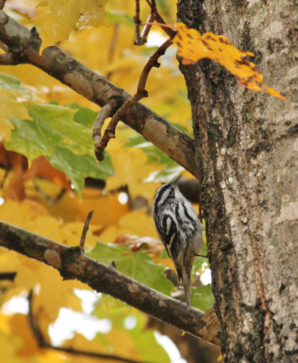 Black-and-white Warbler - ML610591399