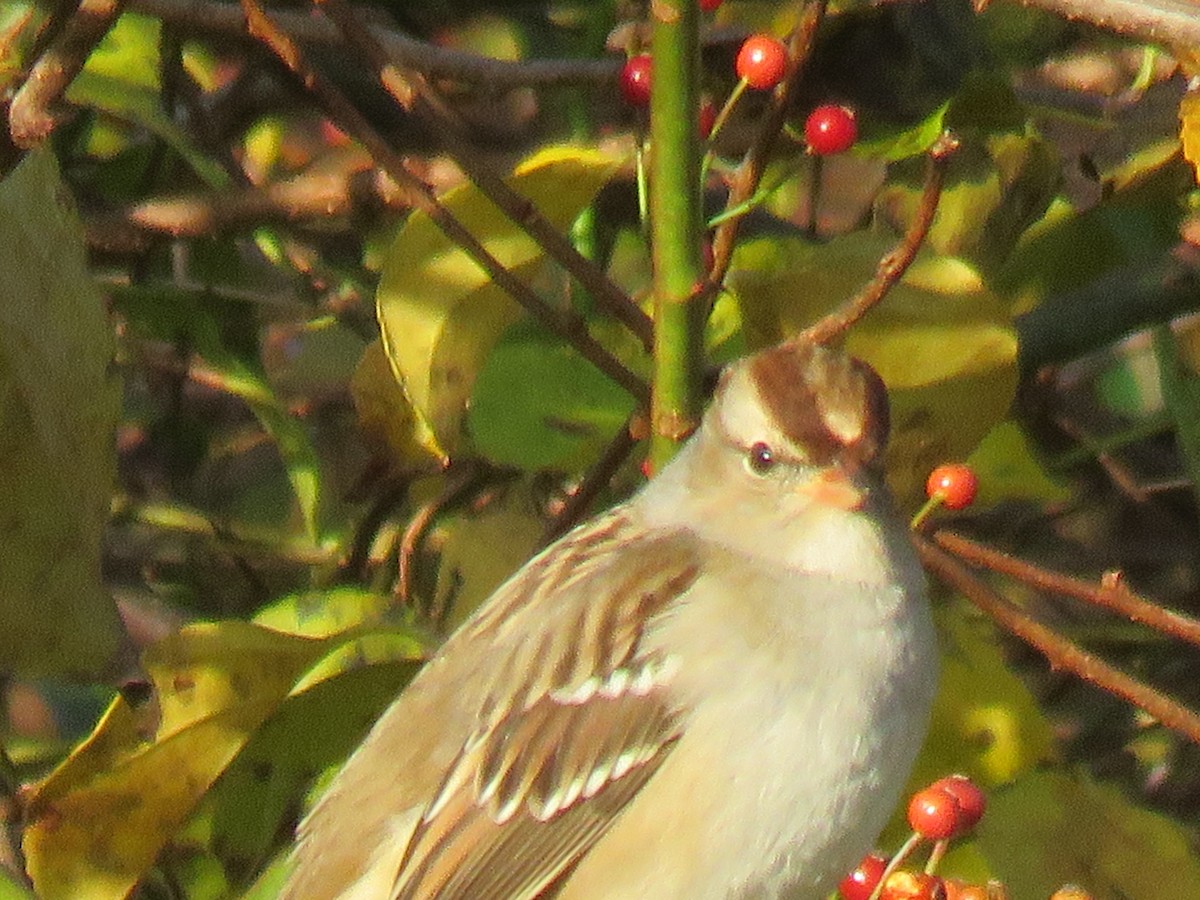 White-crowned Sparrow (Dark-lored) - Judd Carlisle
