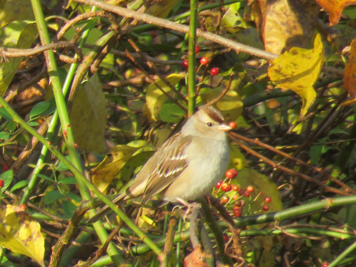 White-crowned Sparrow (Dark-lored) - ML610591409