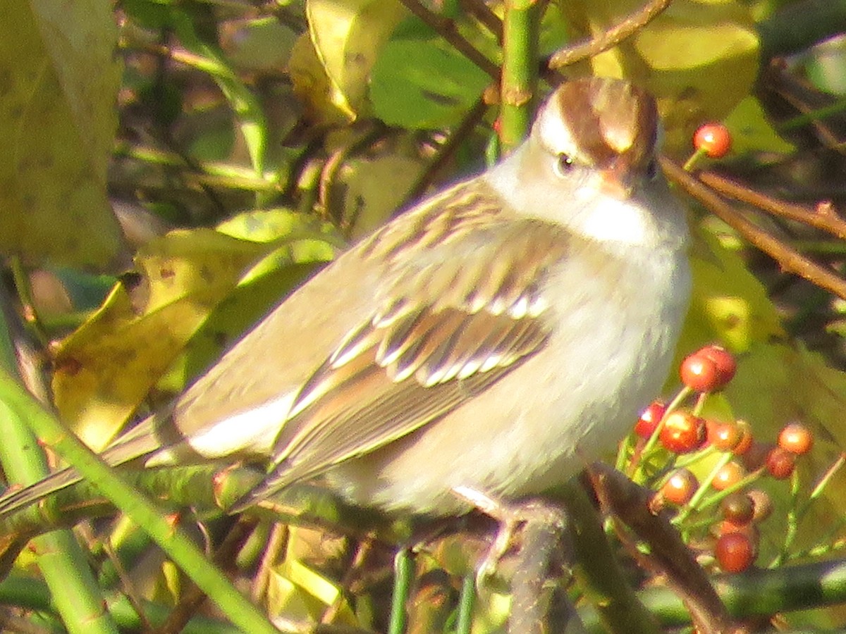 White-crowned Sparrow (Dark-lored) - ML610591414