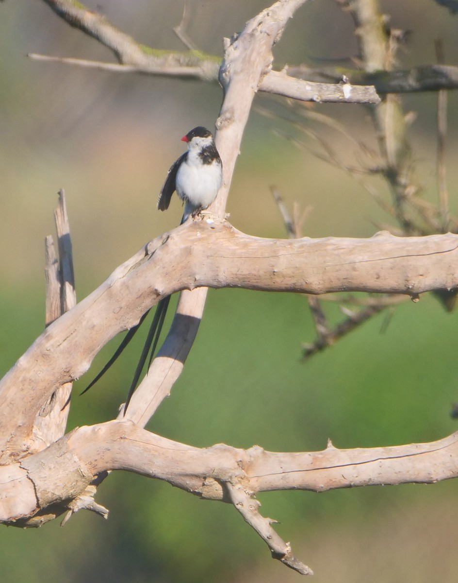 Pin-tailed Whydah - ML610591506