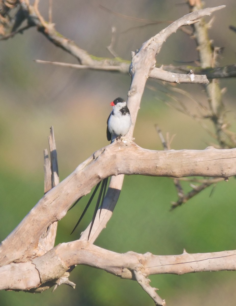 Pin-tailed Whydah - ML610591507