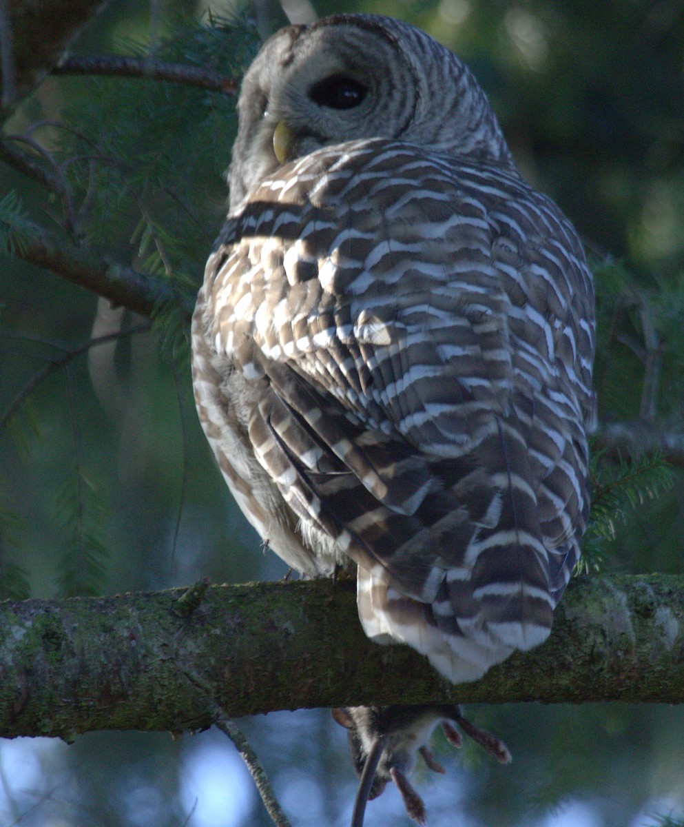Barred Owl - ML610591536