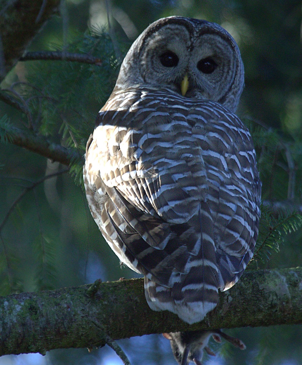 Barred Owl - ML610591537