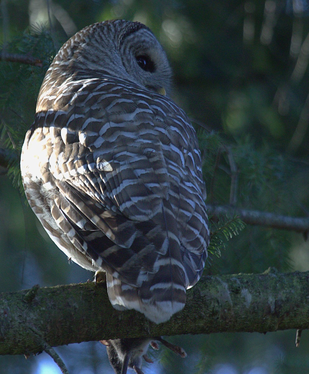 Barred Owl - ML610591538