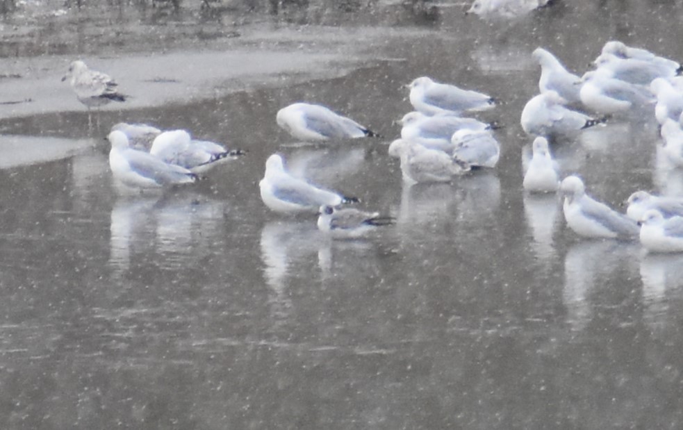 eBird Checklist 31 Oct 2023 Wood Dale Reservoir 19 species