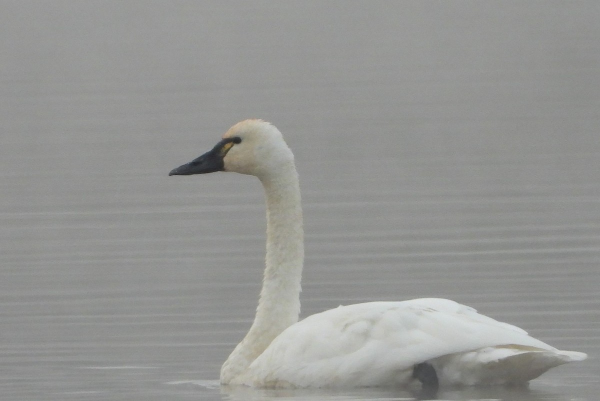 Tundra Swan - ML610591886