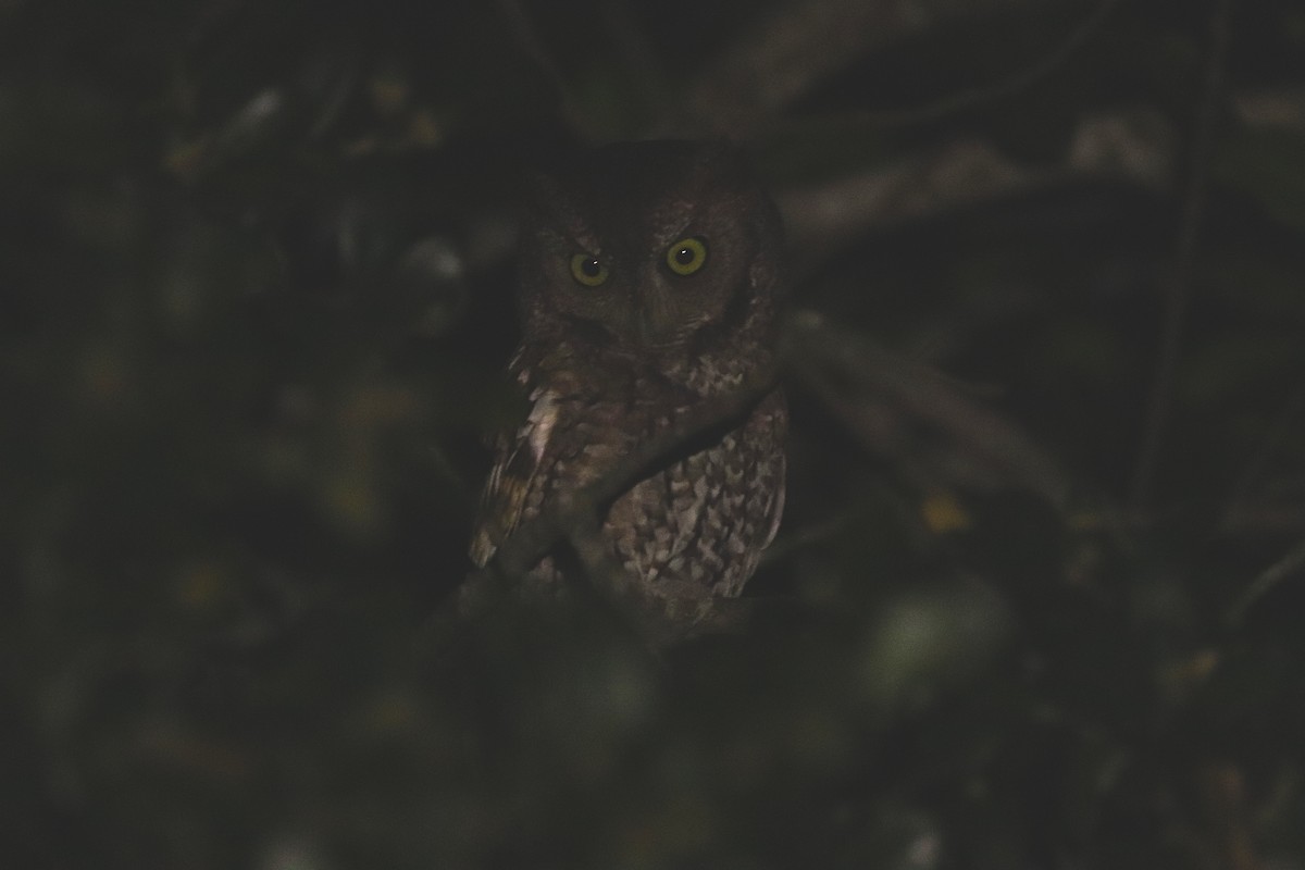 Eastern Screech-Owl - ML610592024