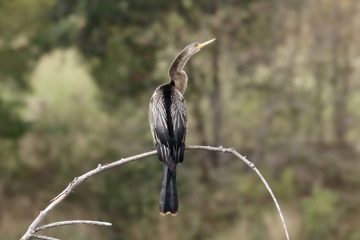 eBird Checklist - 31 Oct 2023 - Gibson Rd Soccer Complex - 21 species